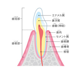 Tooth cross section_27