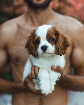 White and brown short coated puppy
