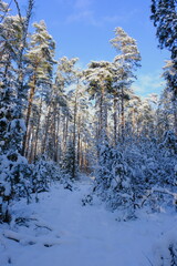 Pine trees covered with snow against the background of a blue sky. Winter in Poland. January in Poland.