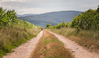 Unpaved road between corn and sunflower fields. Man riding a bicycle. Tall crops of sunflower and maize. Green and yellow plants. A sunny day in Hungary.
