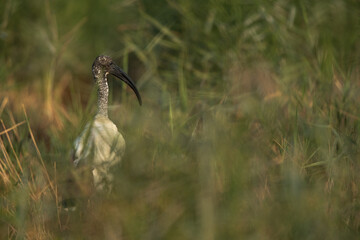 African Sacred Ibis in the green at Asker marsh, Bahrain
