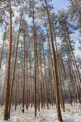 Fototapeta premium Winter in the forest, the forest lit by the sun's rays. Winter in Poland.