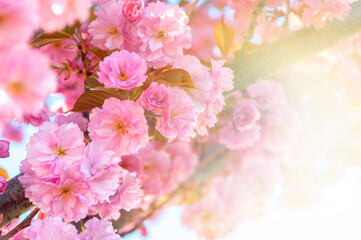 Pink cherry blossom in a sunrays close up