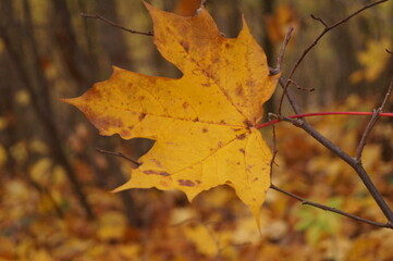 autumn maple leaf
