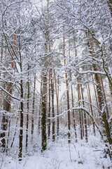 Winter in the forest, Poland Winter. Forest in the snow.