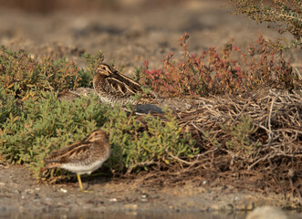 A pair of Common snipe resting at Akser Marsh in the morning hours at Bahrain.