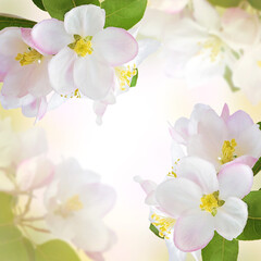 Fototapeta na wymiar Spring background with blooming cherry. Dawn in the garden. Cherry blossom in full bloom. Wide header image dimension.