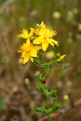 Medicinal plant, yellow flowers. Hypericum Perforatum