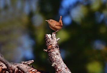 Brown bird on brown tree branch