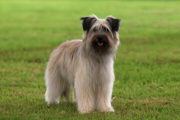 Naklejka na ściany i meble Pyrenean Sheepdog - Chien de Berger des Pyrénées 