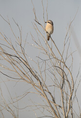 Isaballine shrike perched on twig, Bahrain