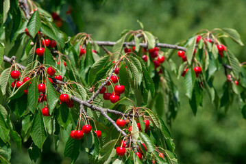 Cherry on the branch grows, ripened red cherry
