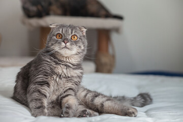 Portrait of Cats comfortable on the bed . Scottish Fold Cats purebred cute ginger kitten pet is feeling happy. love to animals pet concept.