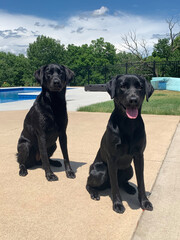 black labrador retriever