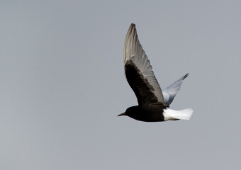 White-winged tern flying at Asker marsh, Bahrain