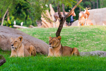 African lions are resting and antelopes in the background