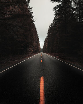 Black asphalt road between trees