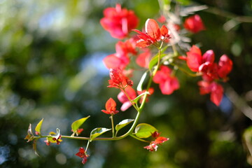 red flowers