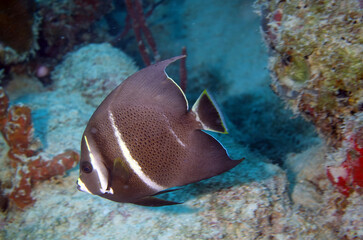 caribbean, diving, under water, 