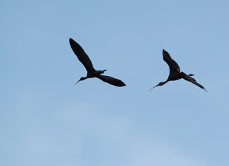 Glossy Ibis in the lake in Buharin, Bahrain