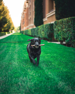 Short-coated black dog biting wood branch