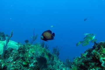 Fototapeta na wymiar caribbean, diving, under water, 