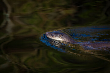 Common otter, lutra lutra, close up taken from above of an otter swimming in riverwater.