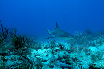 caribbean, diving, under water, 