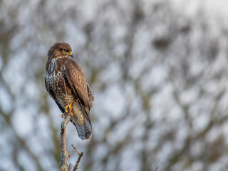 Common buzzard, Buteo buteo, close up perched within a tree with branches and twigs background taken during winter in scotland. - 409677624