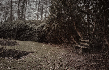 bench in the forest