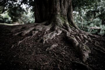 roots in the tree