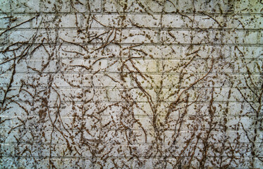 Traces of Hedera plants on a white brick wall
