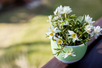 bouquet,bunch of white spring flowers in vase.white spring flower ,snowdrop, anemone, macro close-up on blurred background. Spring floral wallpaper, greeting card. Gentle romantic artistic image.