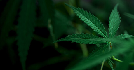 Growing cbd thc cannabis. Green sativa background. Marijuana green herb leaves.
