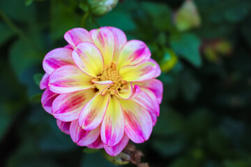 pink and yellow flower