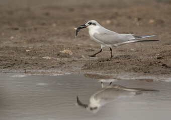 Gull-billed tern with a fish at Asker marsh, Bahrain