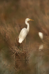A portrait of a Great Egret at Asker marsh, Bahrain