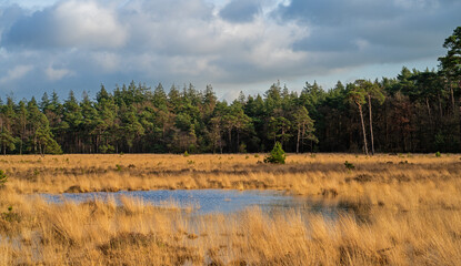 Heath landscape in winter in Netherlands with pools of water
