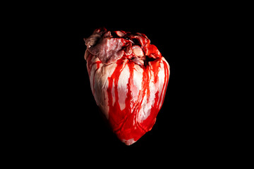 Bleeding heart isolated on black background.