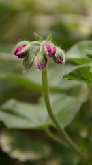 pink and white flower