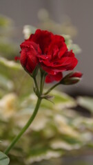 red rose in the garden