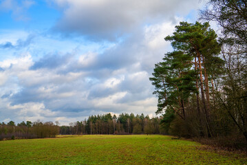 Fototapeta premium Forest landscape with meadow in Netherlands 