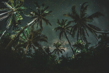 Green coconut tree under blue sky during night time