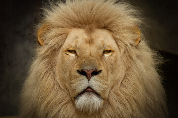 Obraz na płótnie Canvas Closeup of a lion