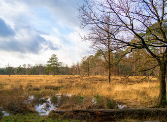 Heath landscape in winter in Netherlands with pools of water

