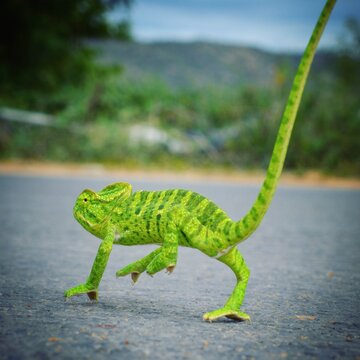 Green and blue chameleon on gray concrete floor