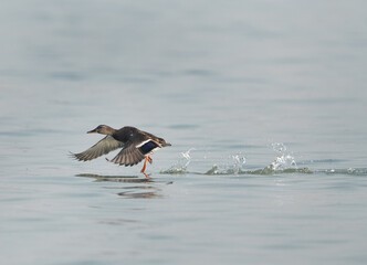 Mallard ducks takeoff at Tubli bay, Bahrain