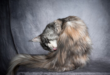 calico maine coon cat grooming licking fur on gray studio background with copy space