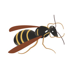 Single cartoon cute wasp isolated on white background. Hand-drawn vector. An insect with wings. Yellow stripes on the black belly. Design element for illustrations, children's manuals, printing.