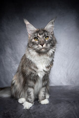 beautiful maine coon cat studio shot an gray concrete background looking at camera